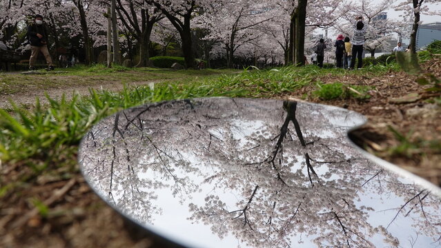 鏡に映る美しい桜の花