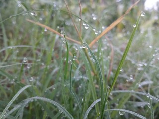 Drops of morning dew glittered on the fresh green grass