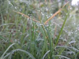 Drops of morning dew glittered on the fresh green grass