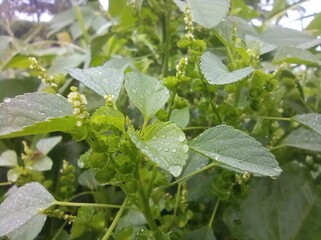 Morning dewdrops glistened on the lush green leaves. Each drop of water catches the light, creating a charming natural glow.