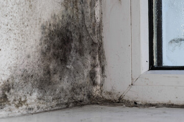 mold on the window in the apartment.