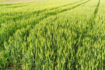 Green wheat field in the countryside.