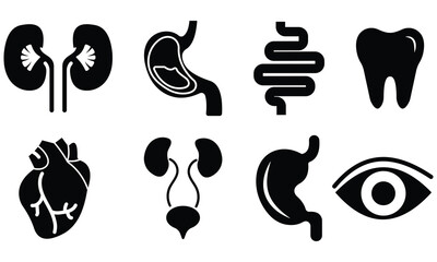 Human internal organ line icon. Minimal vector illustration with simple thin outline icons as lung, heart, stomach,  kidney, skull and other anatomy parts. Editable Stroke. Pixel Perfect.
