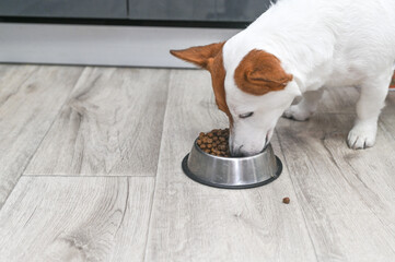 Jack Russell eats dog food from a metal bowl.