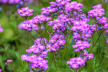 Verbena canadensis (syn. Glandularia canadensis), commonly known as rose mock vervain, rose verbena, clump verbena or rose vervain is a perennial herbaceous flowering plant in the verbena family. 