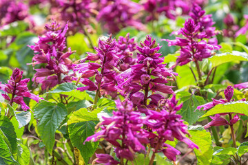 Obraz premium Salvia splendens, the scarlet sage,[1] is a tender herbaceous perennial plant
