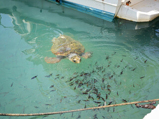 Loggerhead sea turtle surrounded by fish near the shore of Zakynthos, Greece