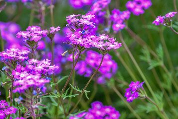 Fototapeta premium Verbena canadensis (syn. Glandularia canadensis), commonly known as rose mock vervain, rose verbena, clump verbena or rose vervain is a perennial herbaceous flowering plant in the verbena family. 