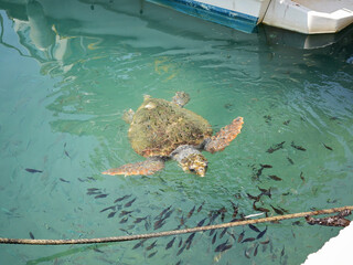 Loggerhead sea turtle surrounded by fish near the shore of Zakynthos, Greece