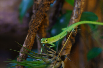 Afrykarium, Wrocław