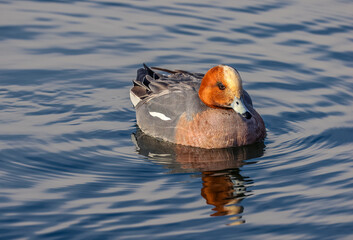 The Eurasian wigeon or European wigeon (Mareca penelope), also known as the widgeon or the wigeon,...