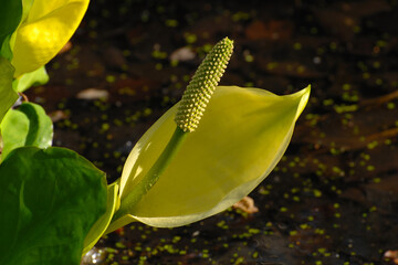Gelbe Scheinkalla, Lysichiton americanus