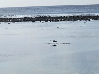 Bird in the Shallows