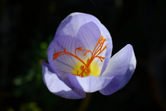Herbst- Pracht-Krokus, Crocus speciosus