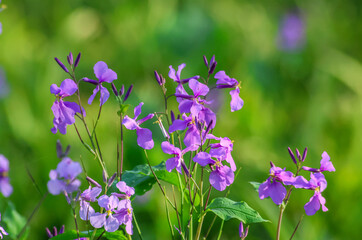 Naklejka premium Hesperis matronalis is an herbaceous flowering plant species in the family Brassicaceae. common names including dame's rocket, damask-violet, dame's-violet, dames-wort, dame's gilliflower.