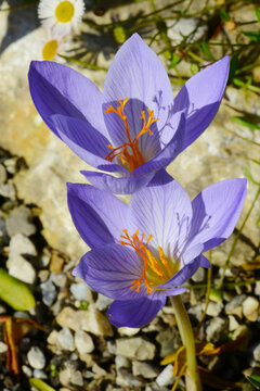 Herbst- Pracht-Krokus, Crocus speciosus