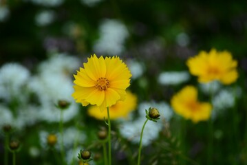 オオキンケイギク　大金鶏菊