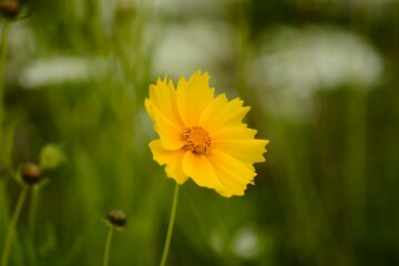 オオキンケイギク　大金鶏菊