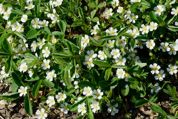 Fingerkraut, Erdbeer, Potentilla sterilis