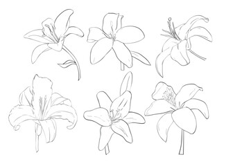 6 Elegant Lily Line Art bundle