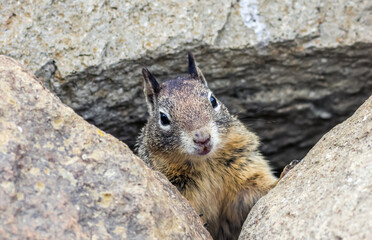 The California ground squirrel (Otospermophilus beecheyi), also known as the Beechey ground squirrel, is a common and easily observed ground squirrel of the western United States.