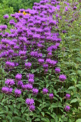Indianernessel Monarda didyma , BEE -True Arten
