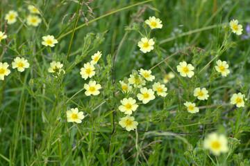 Fingerkraut, Hohe Fingerkraut, Potentilla recta © Peter Oetelshofen
