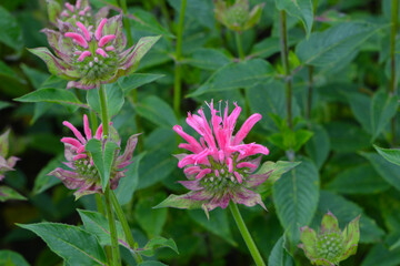 Indianernessel, Monarda Marshall`s Delight