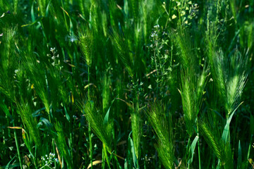 Green ears of grass, cereal crops in the evening light