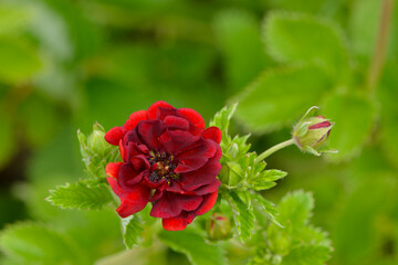 Fingerkraut, Thurbers Fingerkraut, Potentilla  thurberi,  Monarch`s Velvet