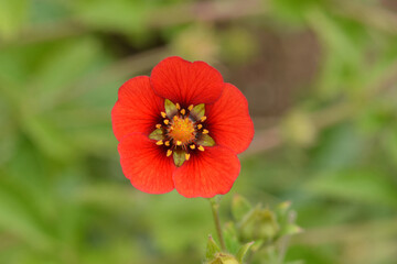 Fingerkraut, Garten-Fingerkraut, Potentilla x cultorum 'Flamenco