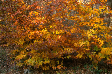 Hetre, fagus silvatca