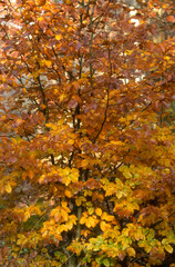 Hetre, fagus silvatca