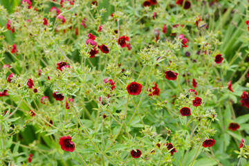 Fingerkraut, Thurbers Fingerkraut, Potentilla  thurberi,  Monarch`s Velvet