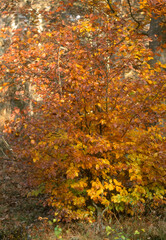 Hetre, fagus silvatca
