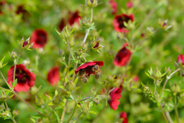 Fingerkraut, Thurbers Fingerkraut, Potentilla  thurberi,  Monarch`s Velvet