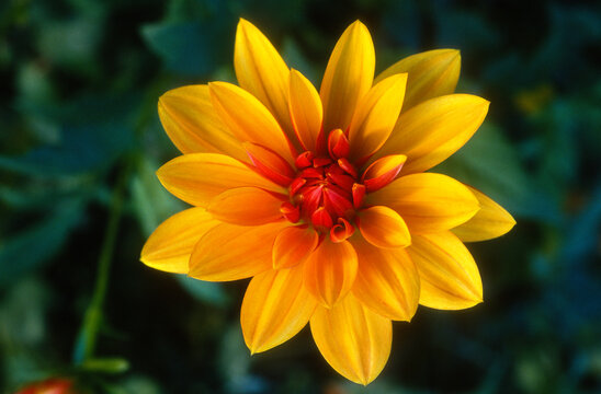 Dahlia 'Julie'