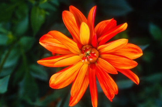 Dahlia 'Lescot Julie'