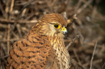Faucon crécerelle, Falco tinnunculus, Common Kestrel