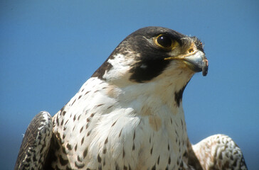 Faucon pèlerin,Falco peregrinus, Peregrine Falcon