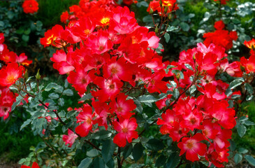 Obraz premium Rose ' Cocktail' Hybride de Thé grimpant