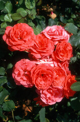 Rose 'Chateauroux'