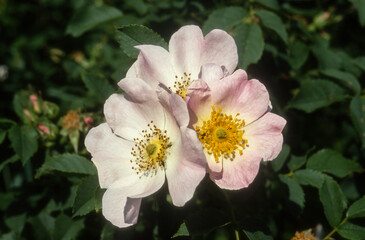 Eglantier, rose, Rosa canina