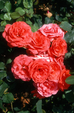 Rose 'Chateauroux'