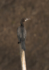little cormorant perched on bamboo log of Sundarban tiger reserve, India