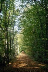 Fototapeta premium Hetre, fagus silvatca, Foret, Prunoy, 89120, Charny Orée de Puisaye, Yonne, France