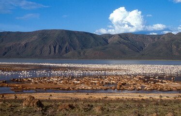 Flamant nain, phoenicopterus minor, Lesser Flamingo, colonie, nids,  parc national du lac Bogoria,...
