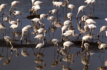 Flamant nain, phoenicopterus minor, Lesser Flamingo, colonie, nids,  parc national du lac Bogoria,...