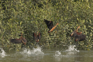 whistling ducks in mangrove forest at Sundarban tiger reserve, India