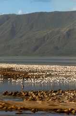 Flamant nain, phoenicopterus minor, Lesser Flamingo, colonie, nids,  parc national du lac Bogoria, Kenya